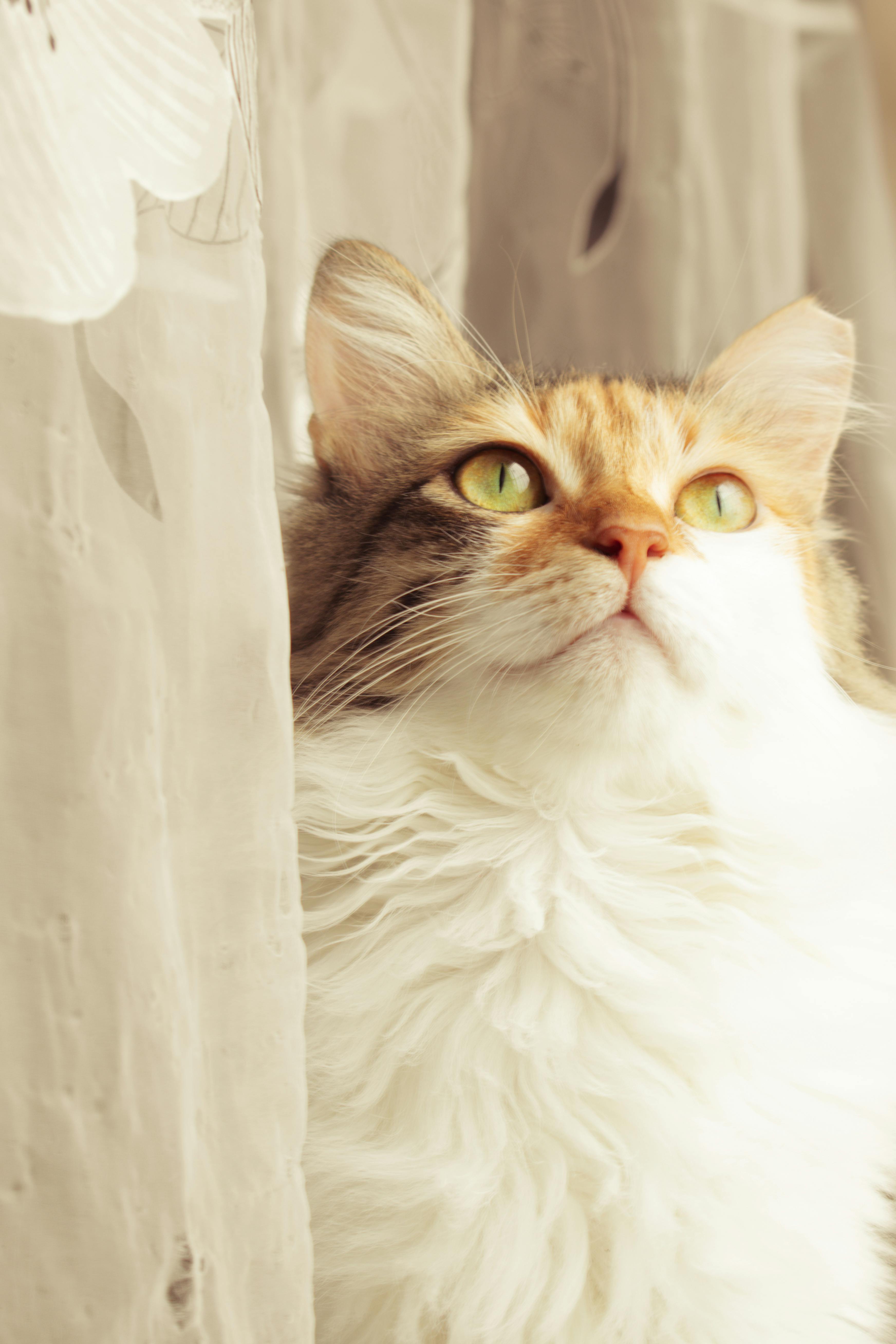 新手养猫必知的10个关键要点